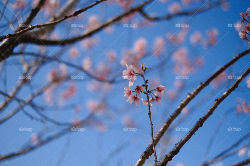 sakura