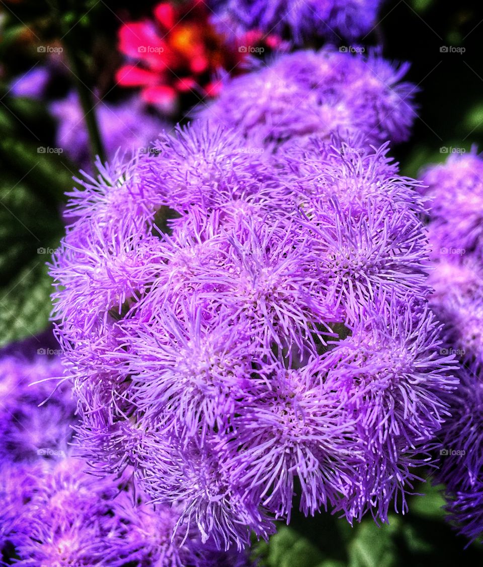 Close-up of ageratum flower