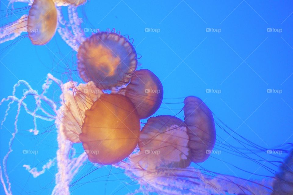 Jellyfish 