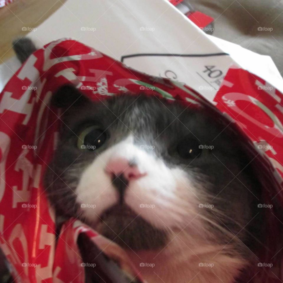 Gray and white kitty all wrapped up in Christmas wrapping pants 