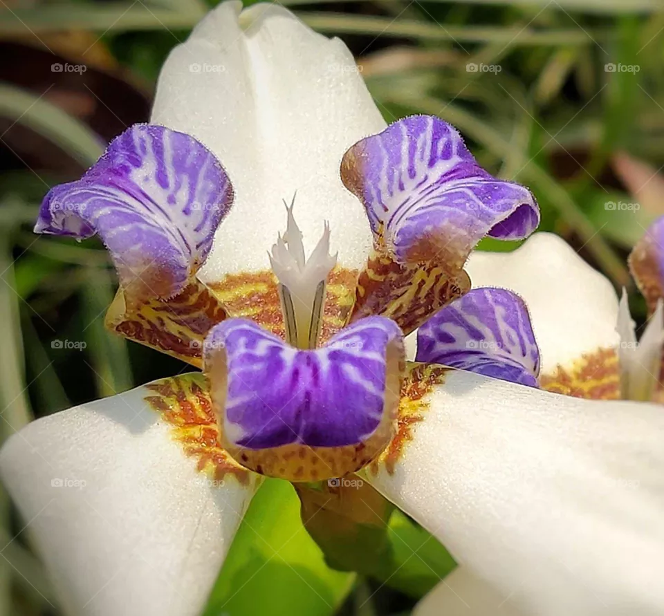 purple flower