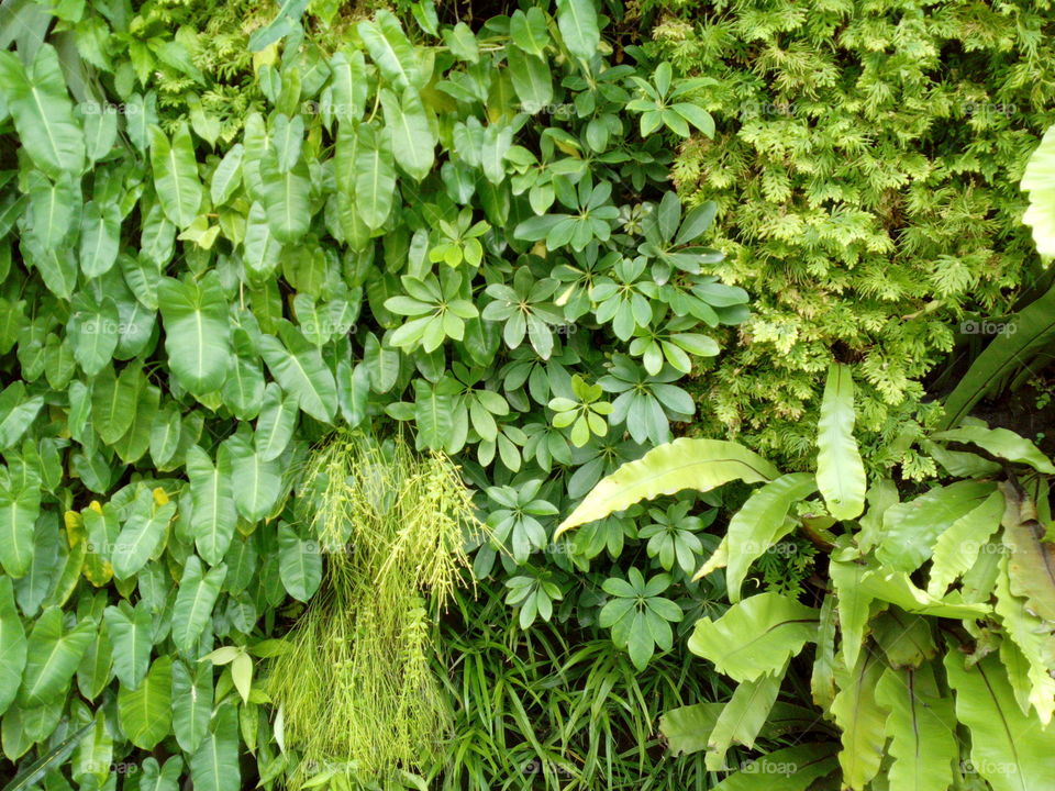 Plant covered wall