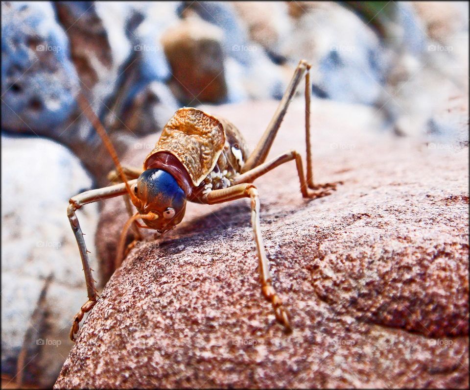 Amazing grasshopper close up shooting wildlife beautiful insects summer feeling nature therapy beautiful insects wonderful time hustling insects