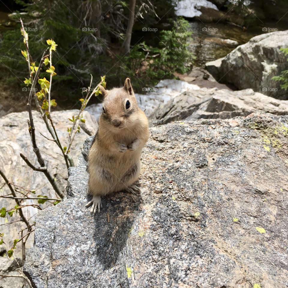 Chipmunk