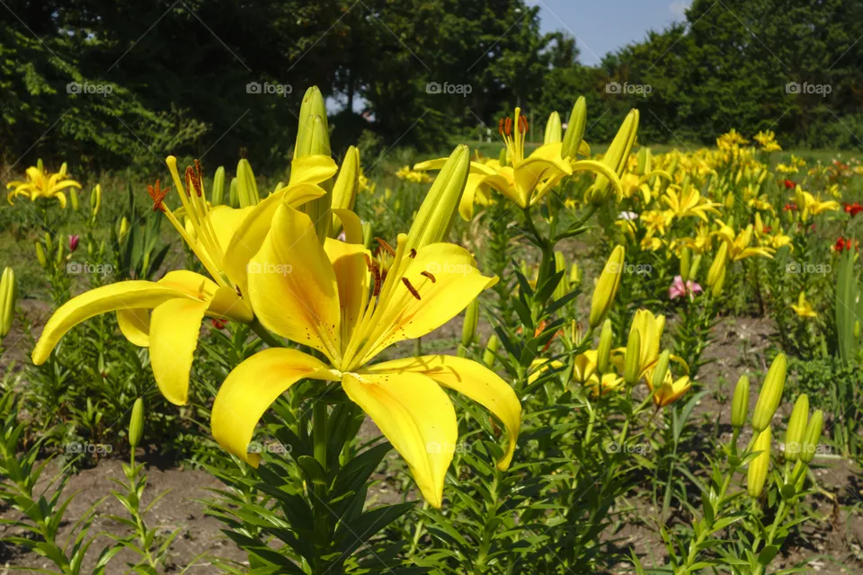 Flowers