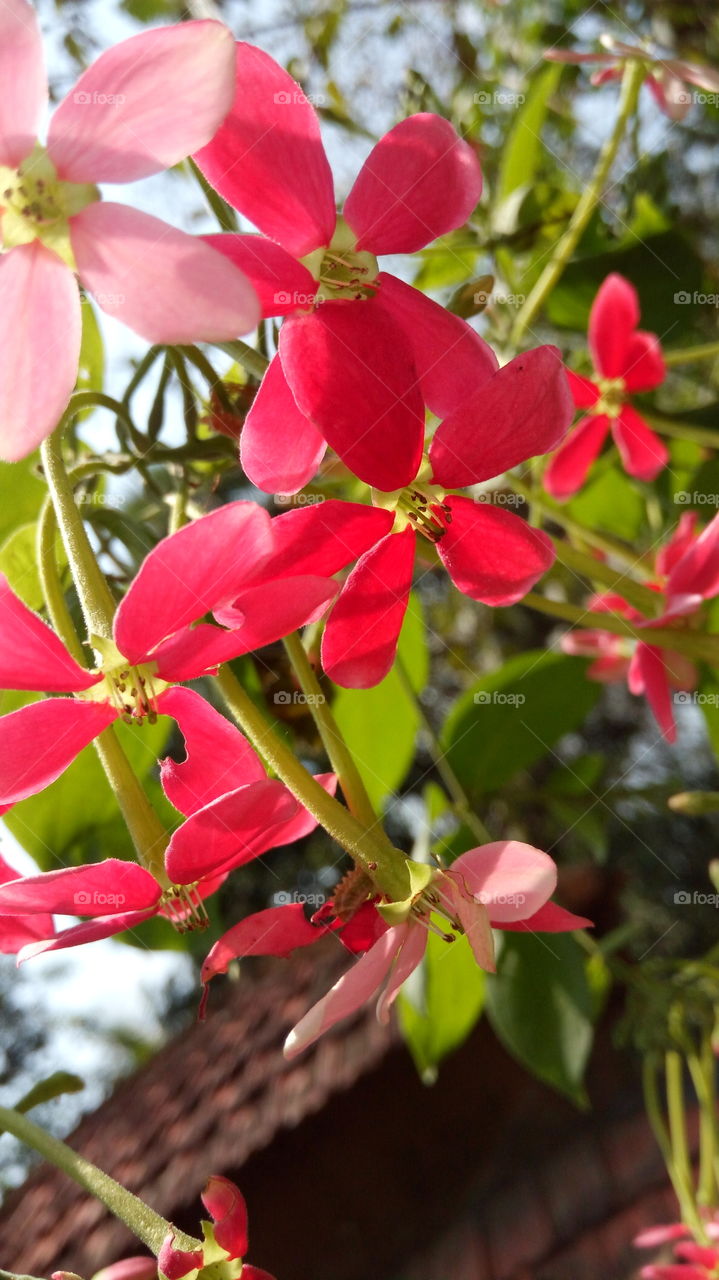 Red madhabilata plant