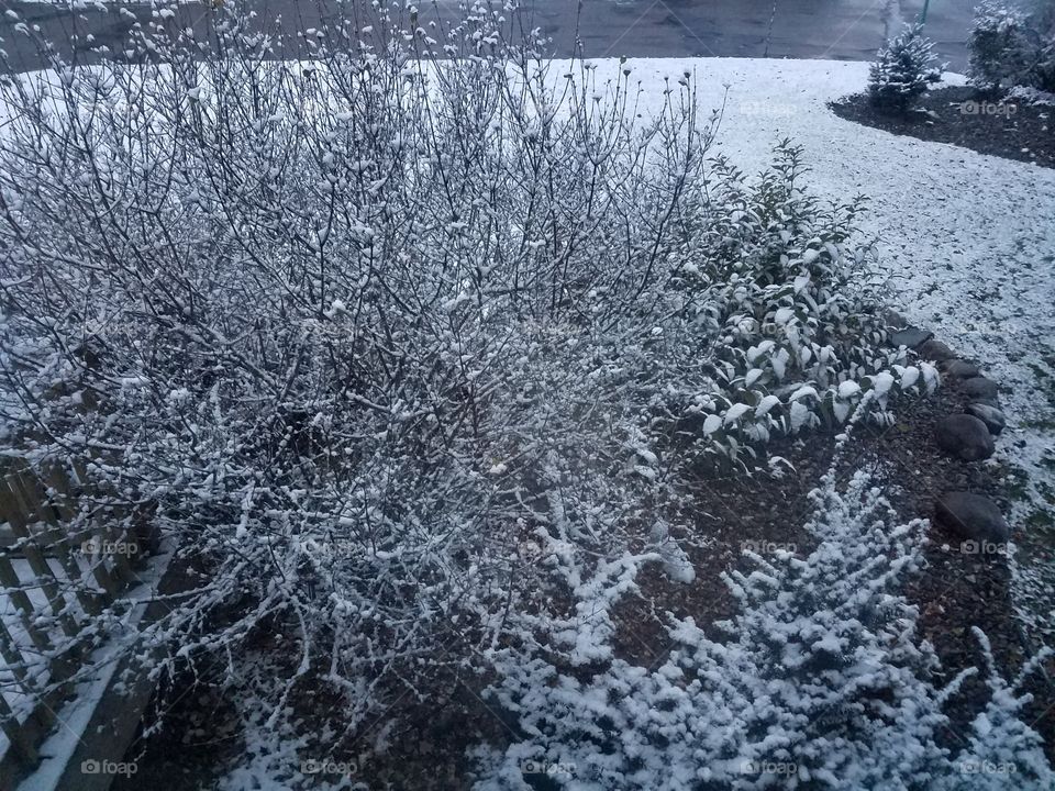 snow bush