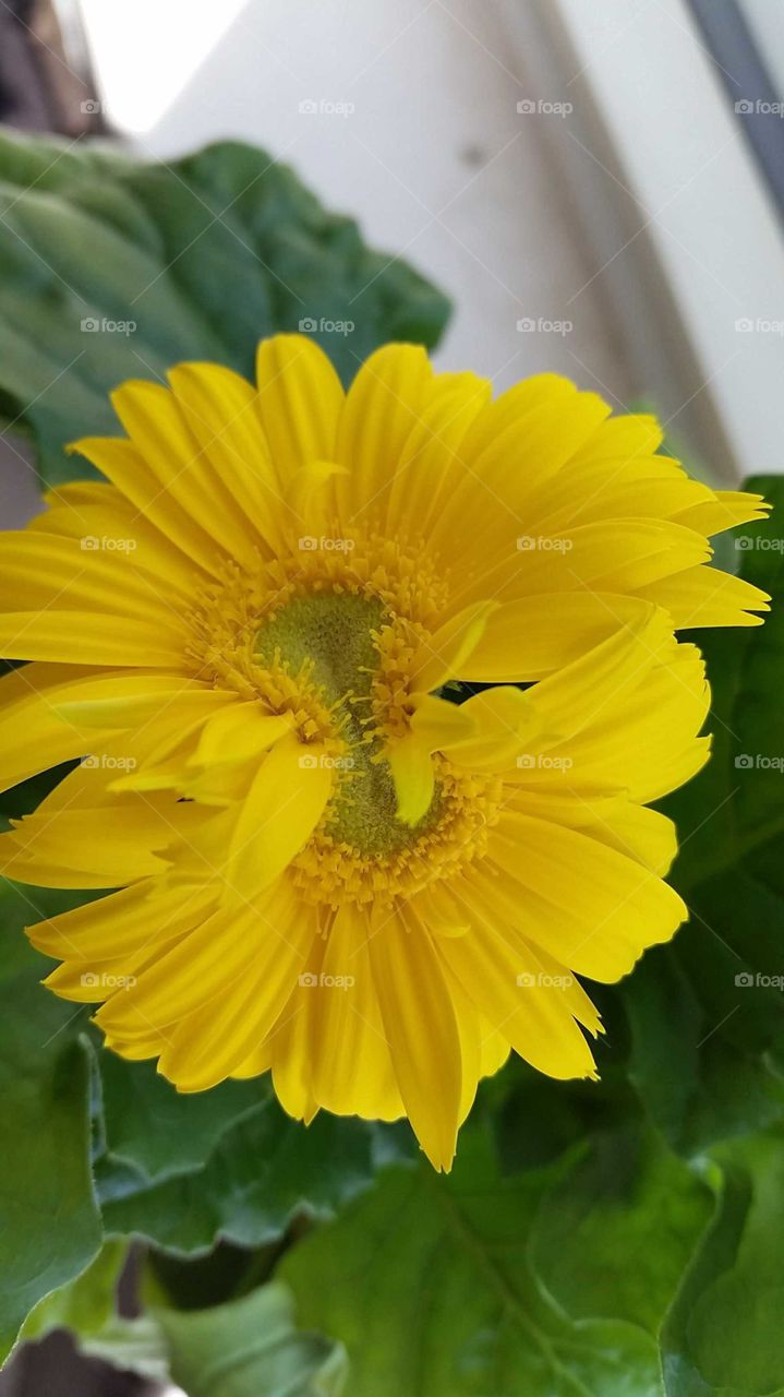 Siamese Twins Conjoined Yellow Flower