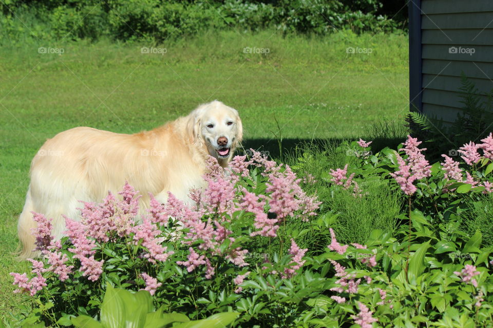 my golden retriever Kaci weed eating in my pink garden of astilbe