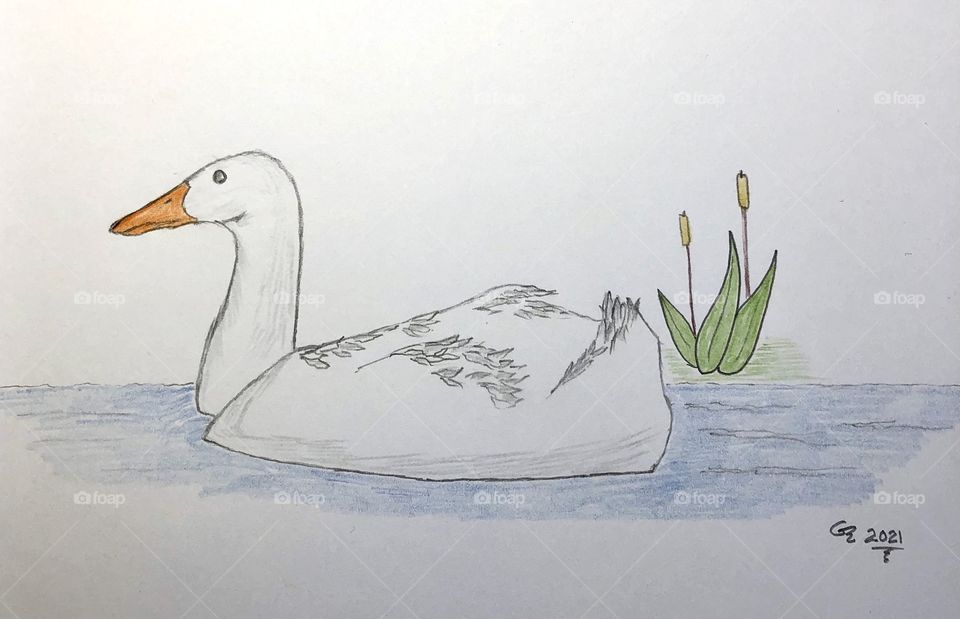 Swimming Duck