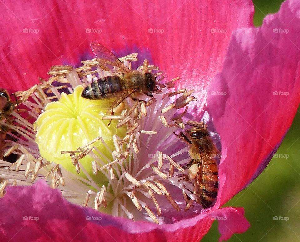 Two bees on flower