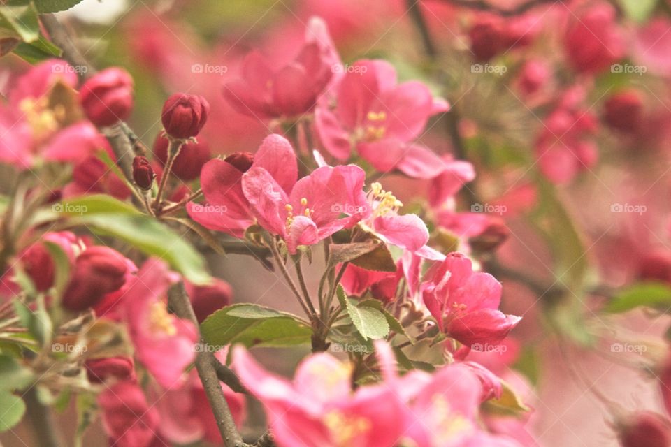 Beautiful crab apple blooms. Pink blooming crab apple tree in spring 