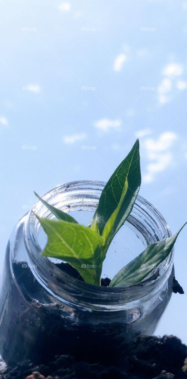 A tiny plant that is coming out from inside the jar to see the world.