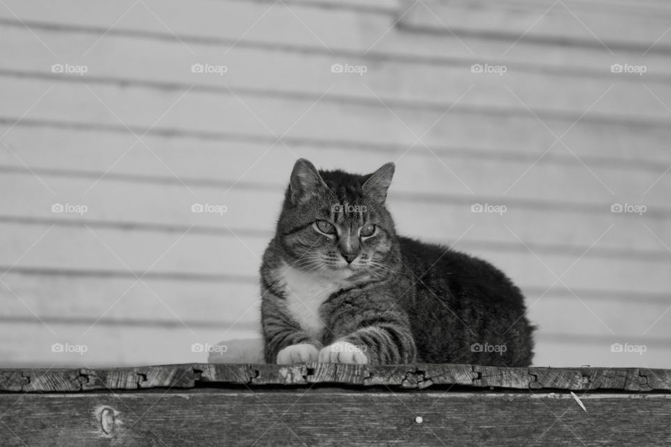 Cat on porch in black and white