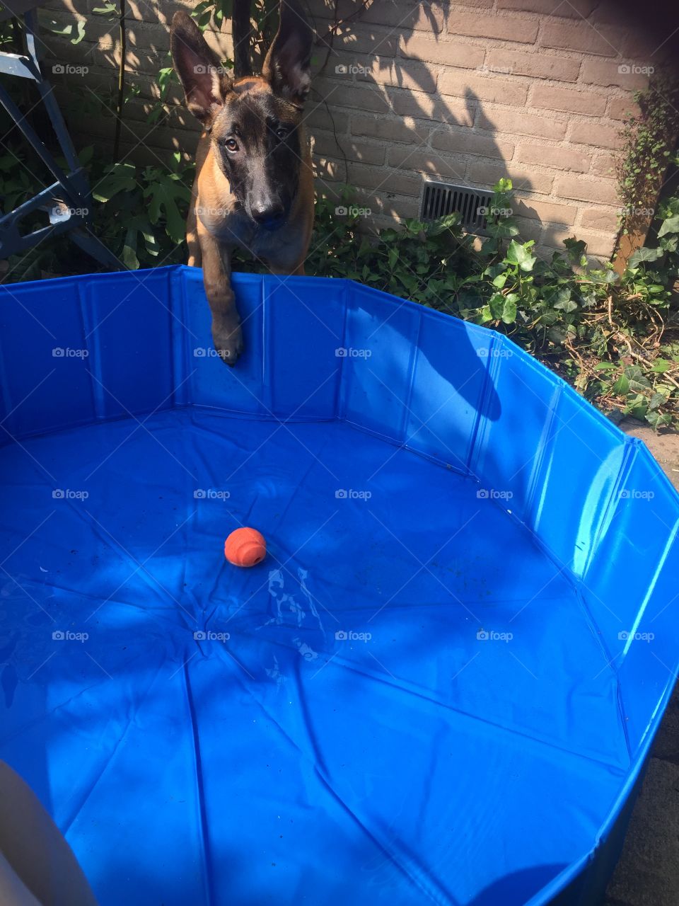 Malinois pup try to get a ball out of aa swimmingpool