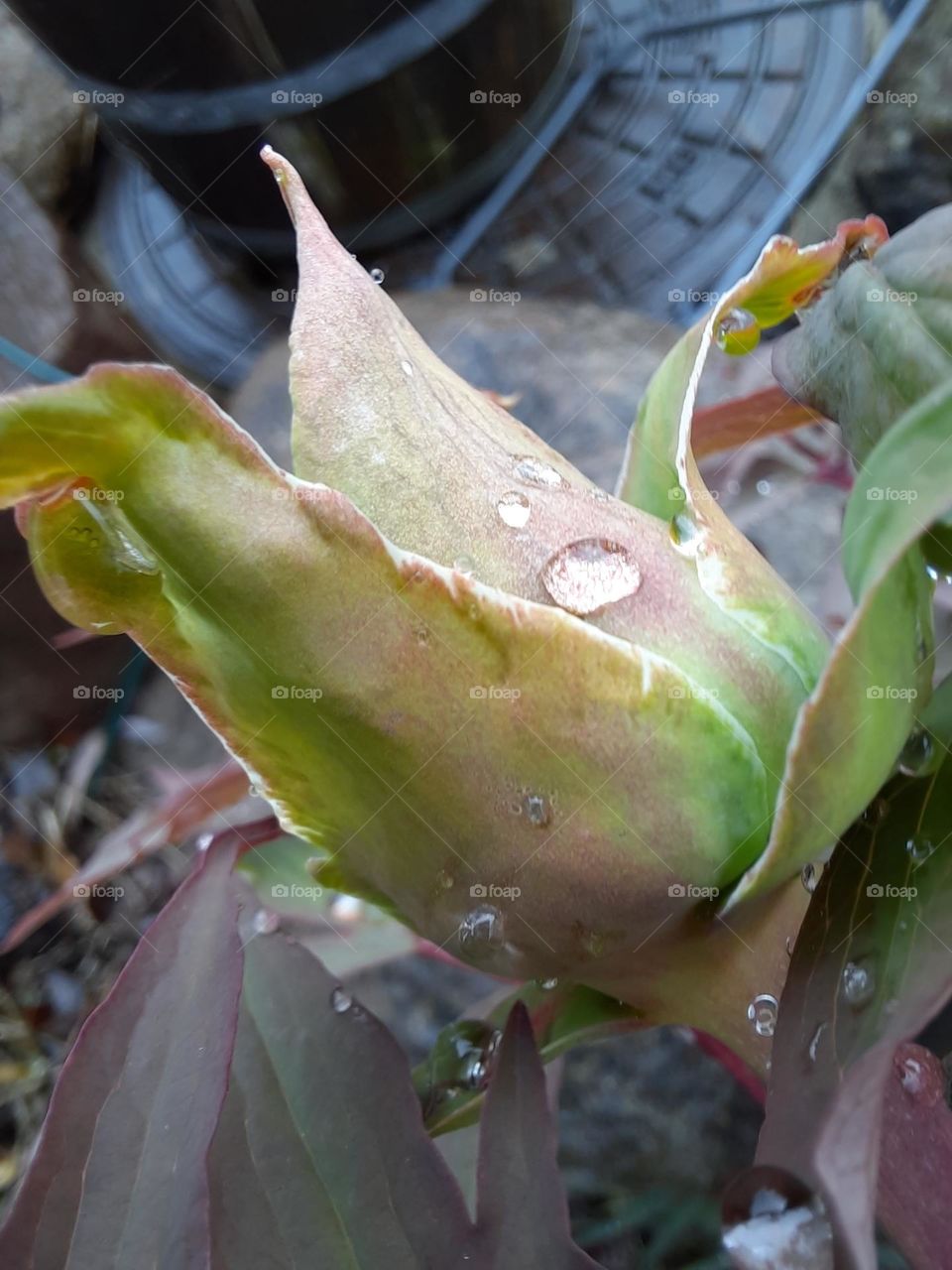 close-up of peony bud with raindrops