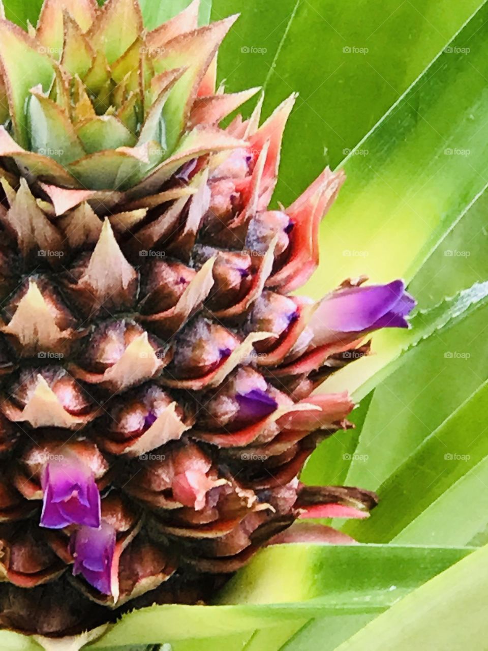 Flowering young purple pineapple 