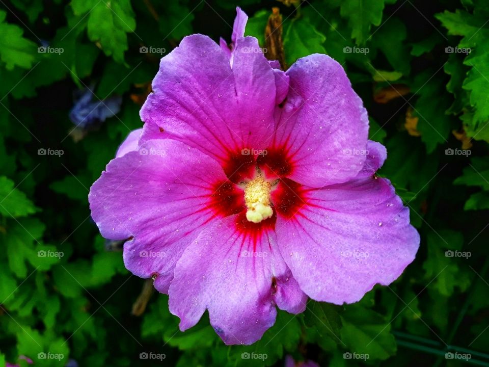 Colorful flower photo