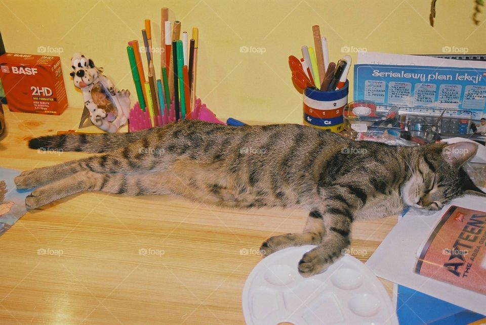 Somehow it doesn't surprise me, that my cat's favorite spot at home is my desk...