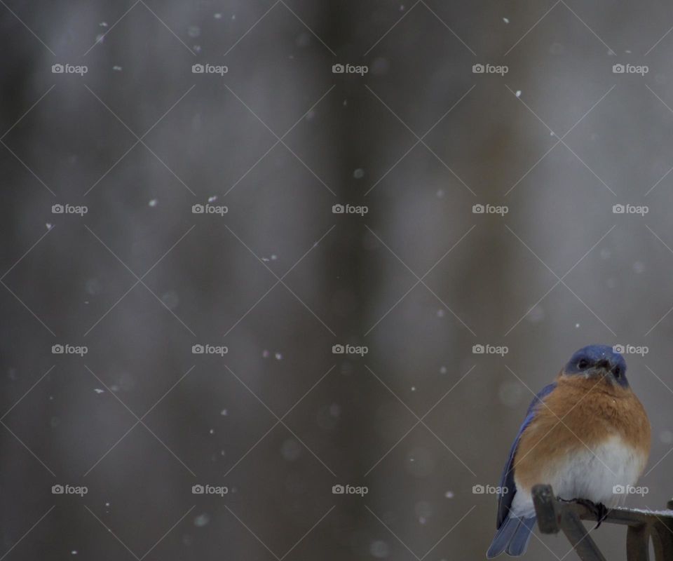 Curious SnowFlake; Eastern Bluebird; Northeast Pennsylvania United States 