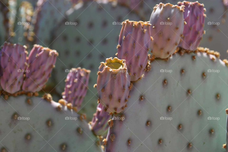 Arizona cactus