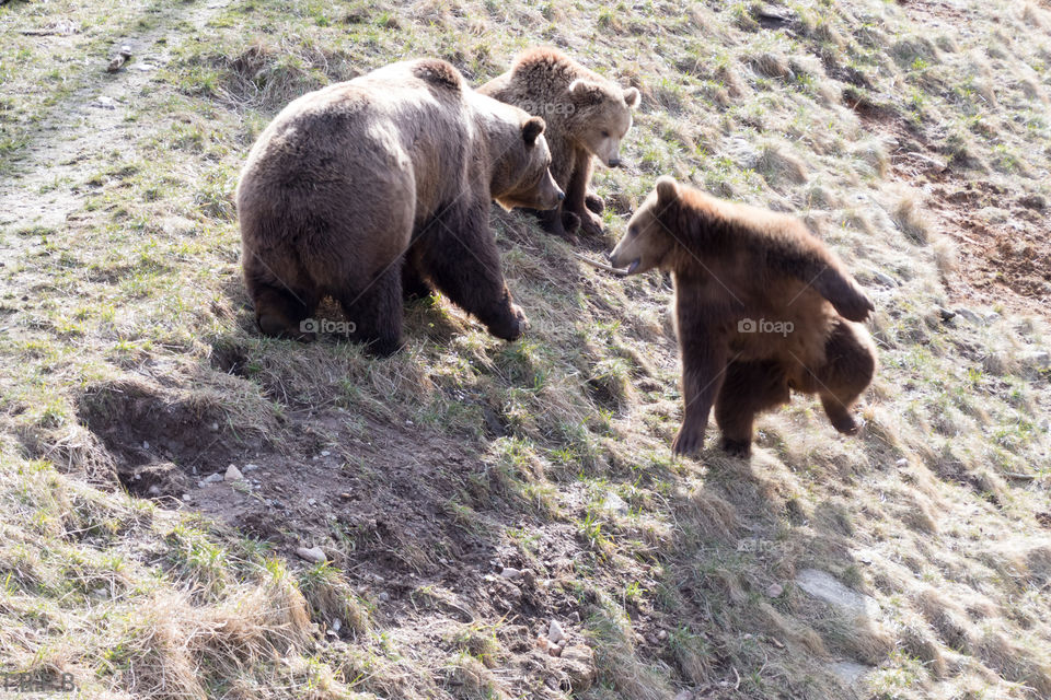 brown bear cub dancing to impress his mom and brother. kid has moves