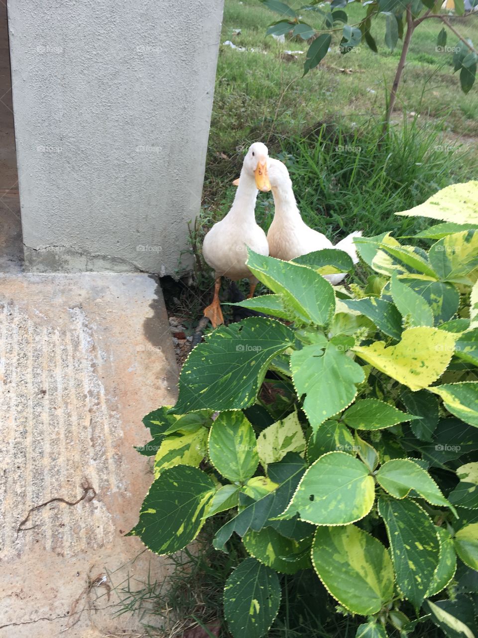 Cute Ducks