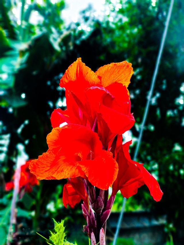 Esta flor de Canna Indica se ve muy hermosa.  Esta flor está fotografiada en la casa contigua a la nuestra.