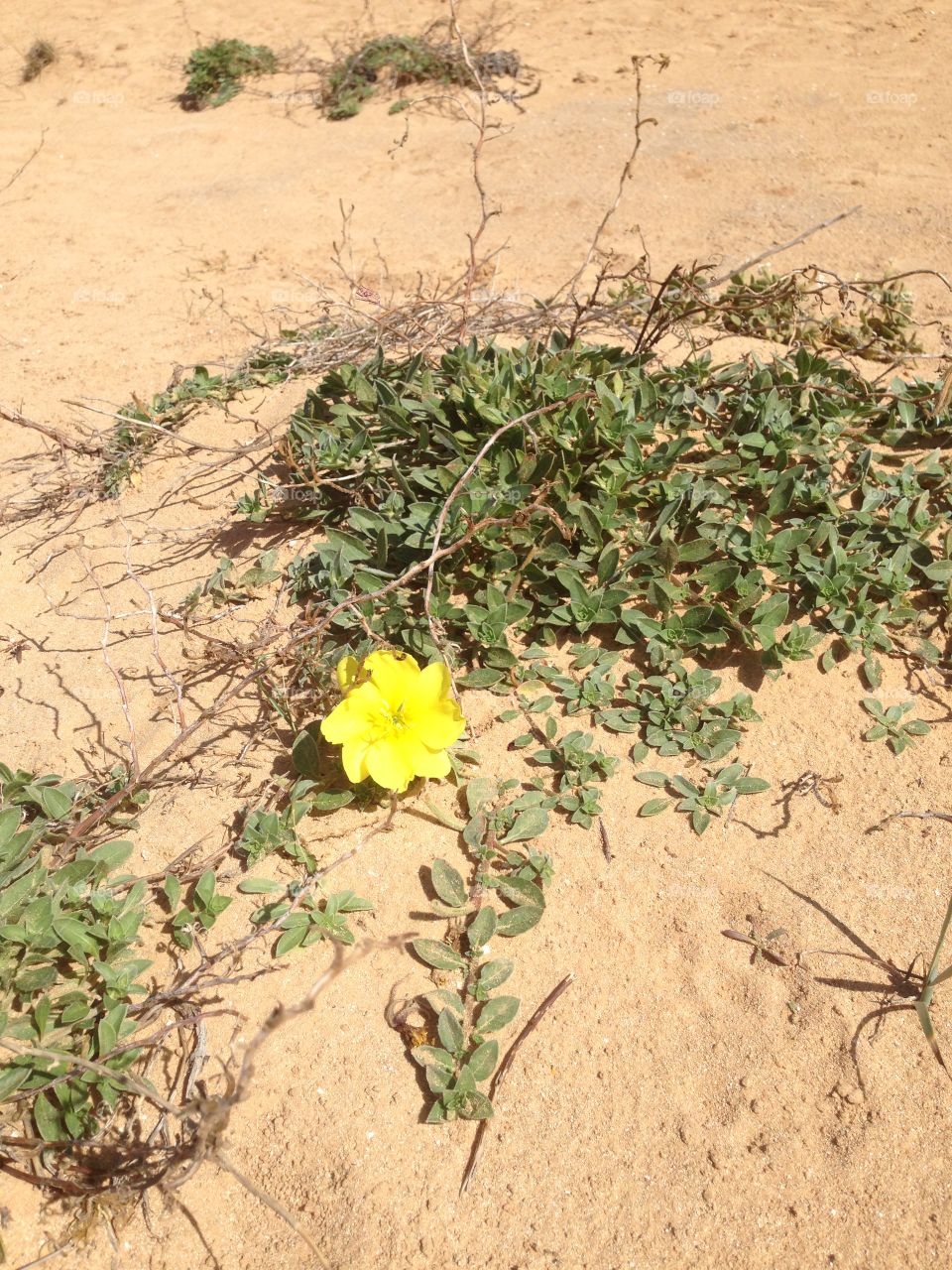 Sand flower 