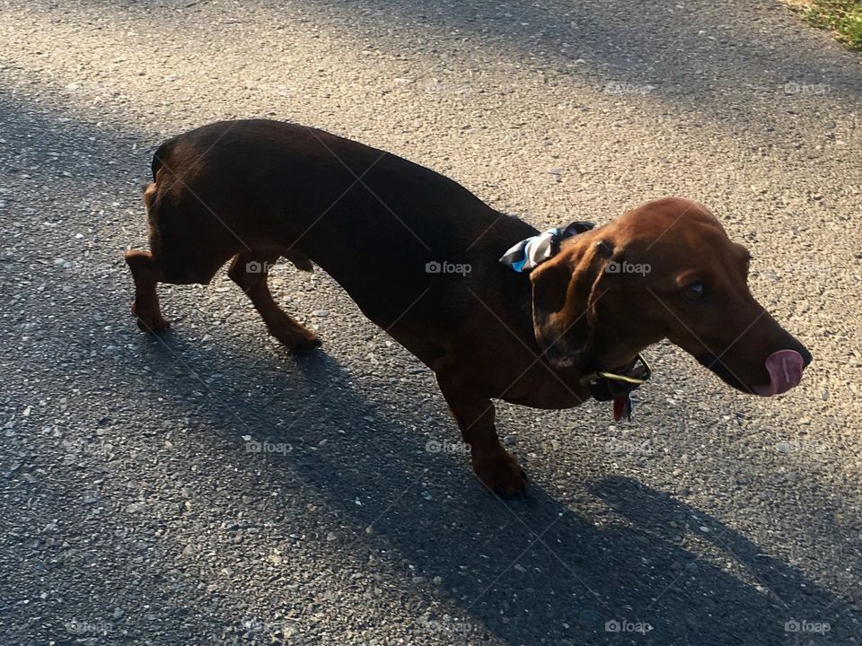 A shy Dachshund that doesn't want to look in my camera