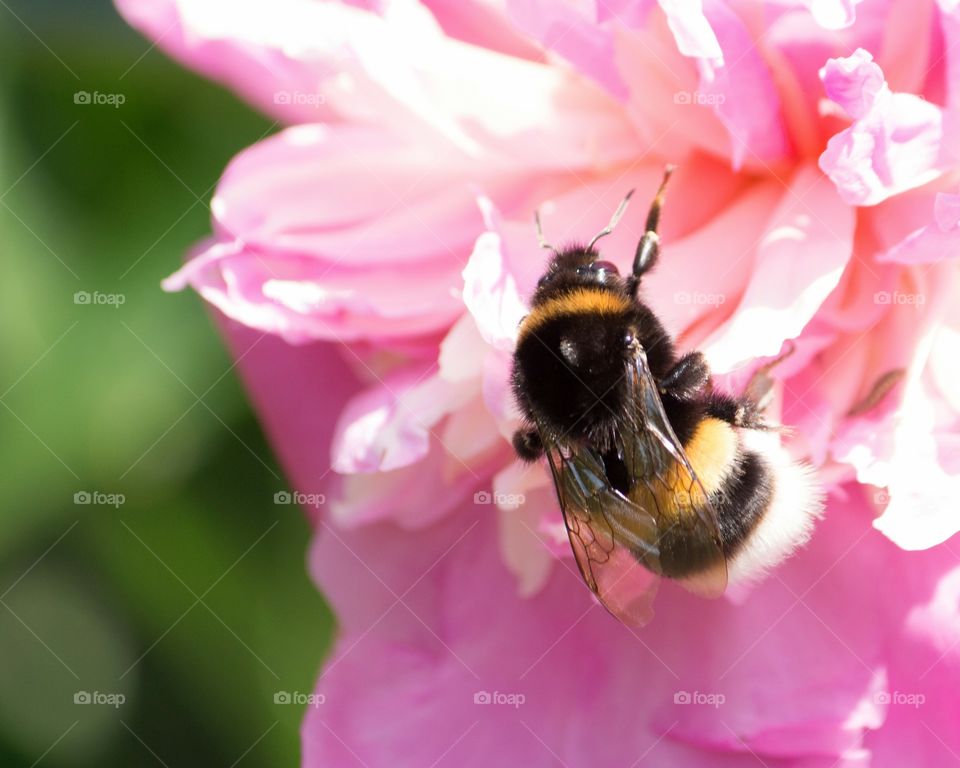 bumblebee on a flower peony