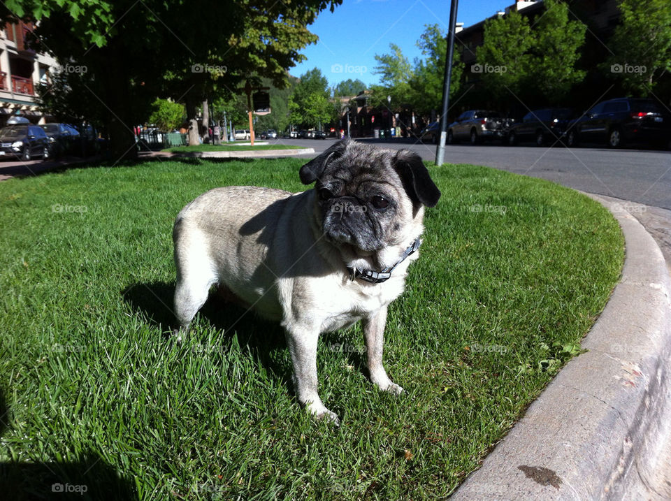 china dog pug aspen by drossa