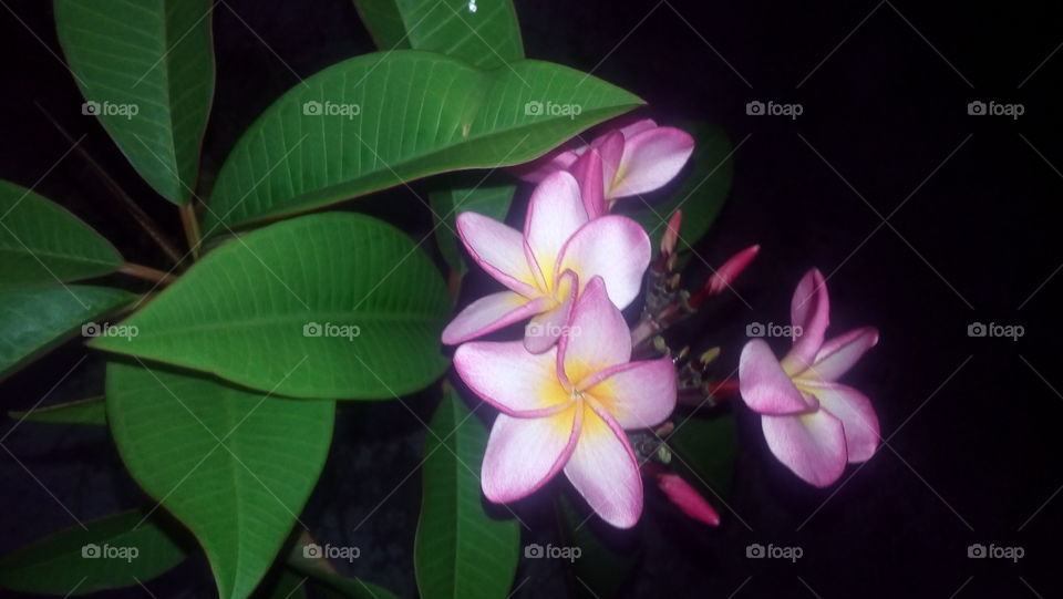 Celebrating  the spring