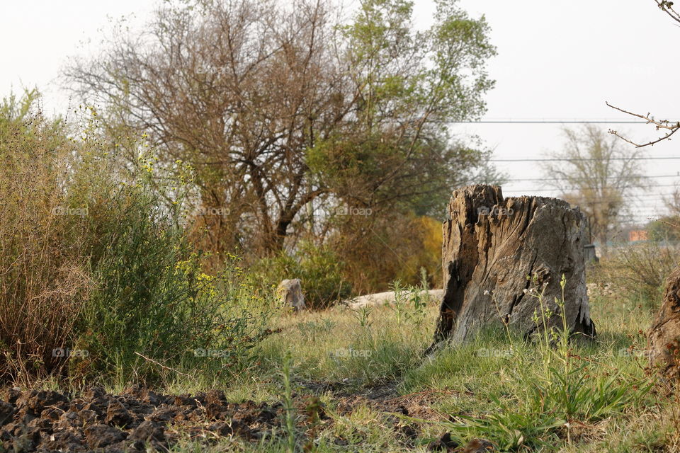 Stump in a field