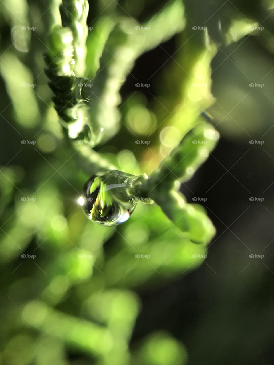 Water drop on green leaves and light