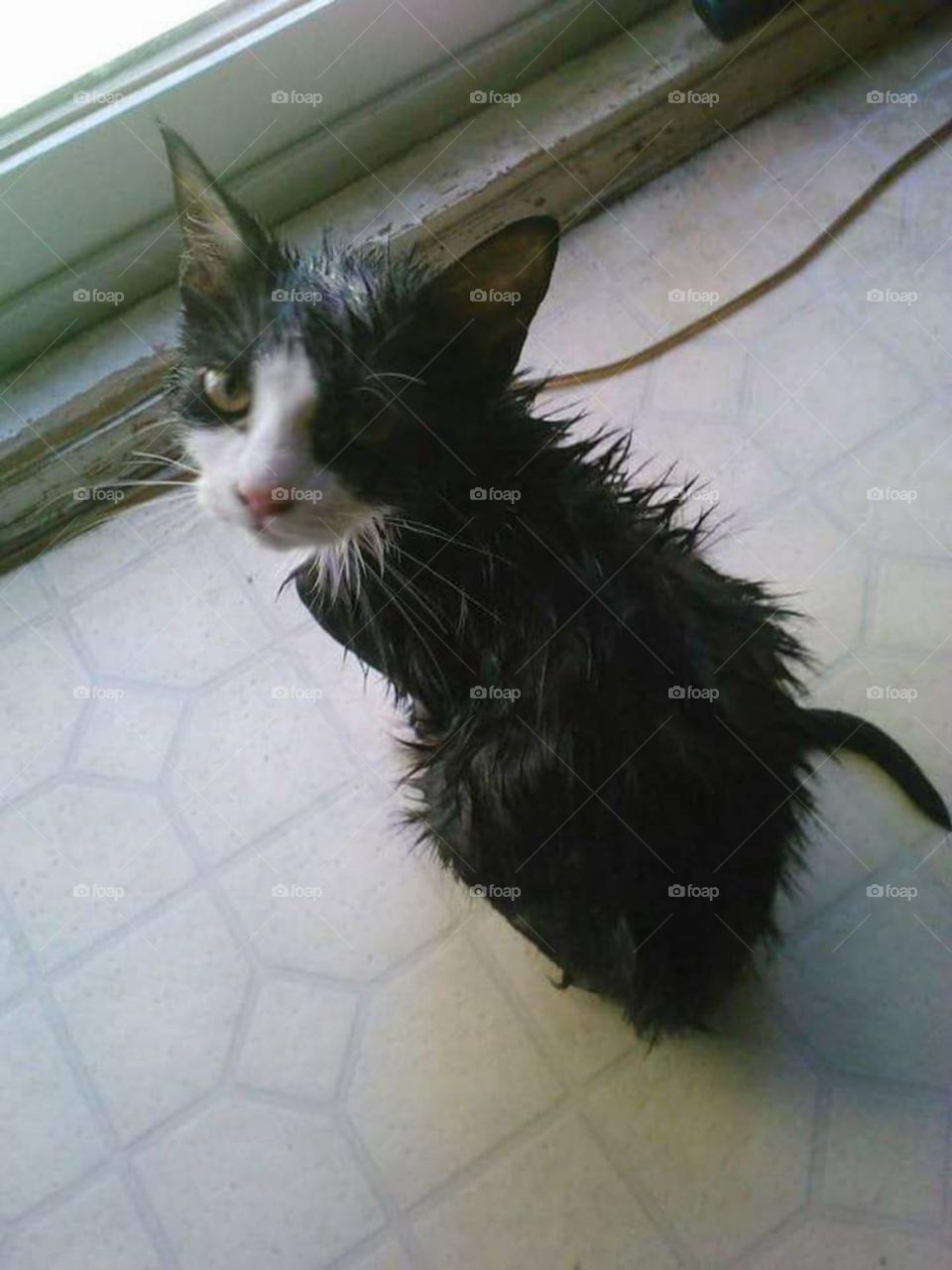 wet kitty sad kitty