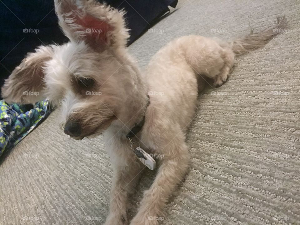 Little Dog, Big Ears