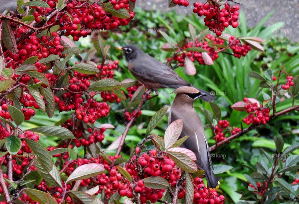 Robin and Waxwing