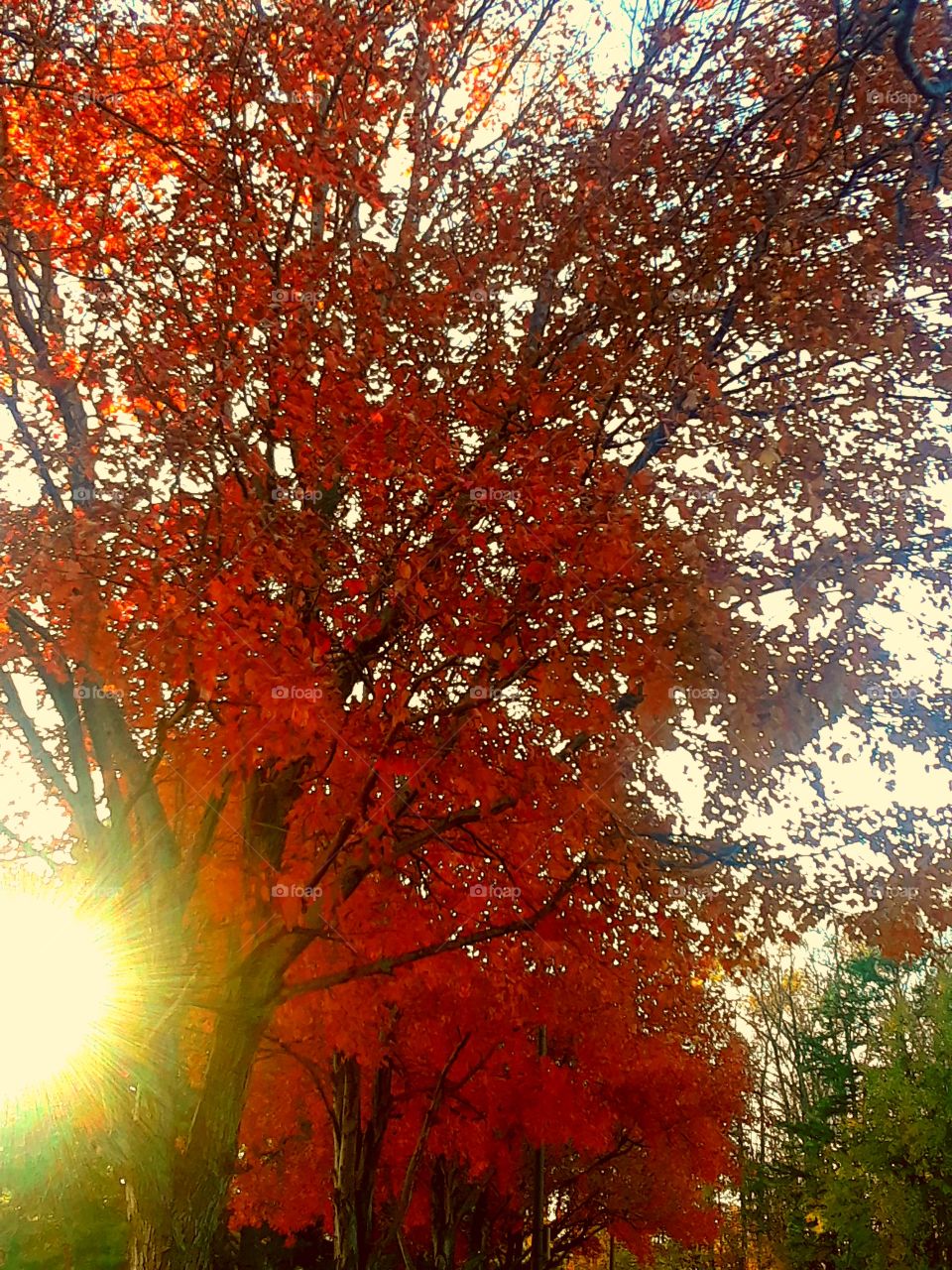 Autumn Flare