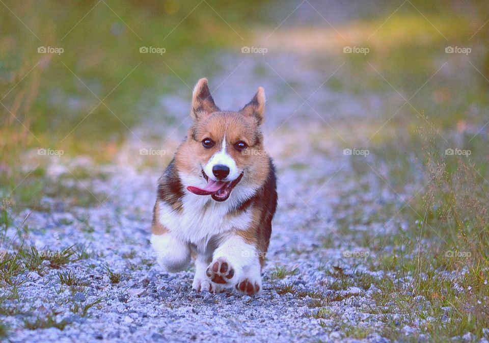 Running corgi puppy