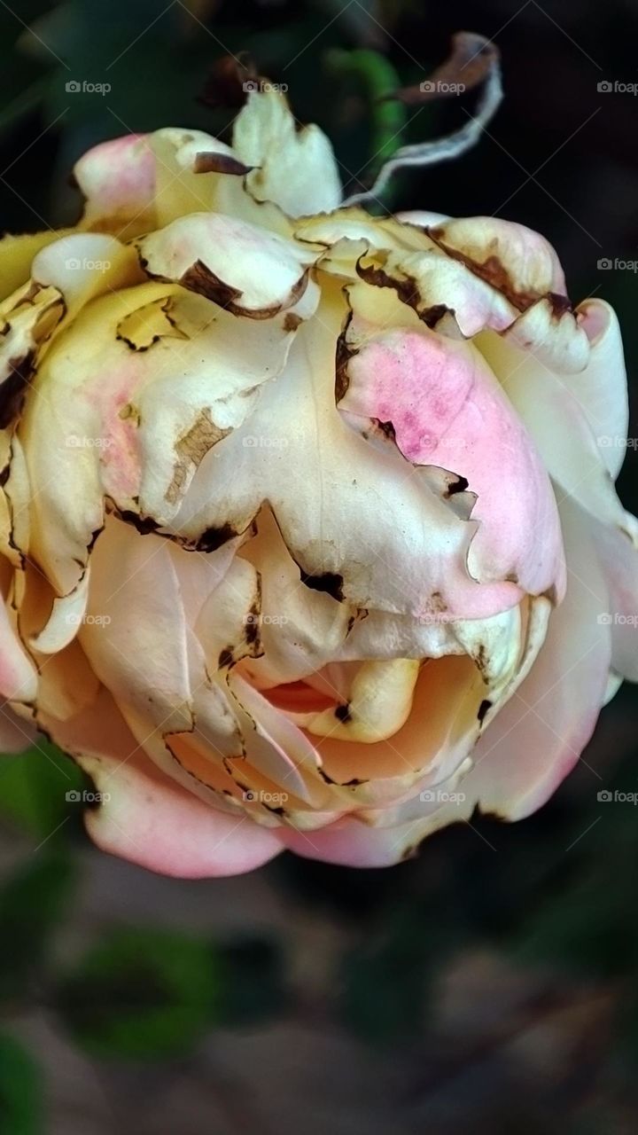 Macro photo of flower growing in the garden