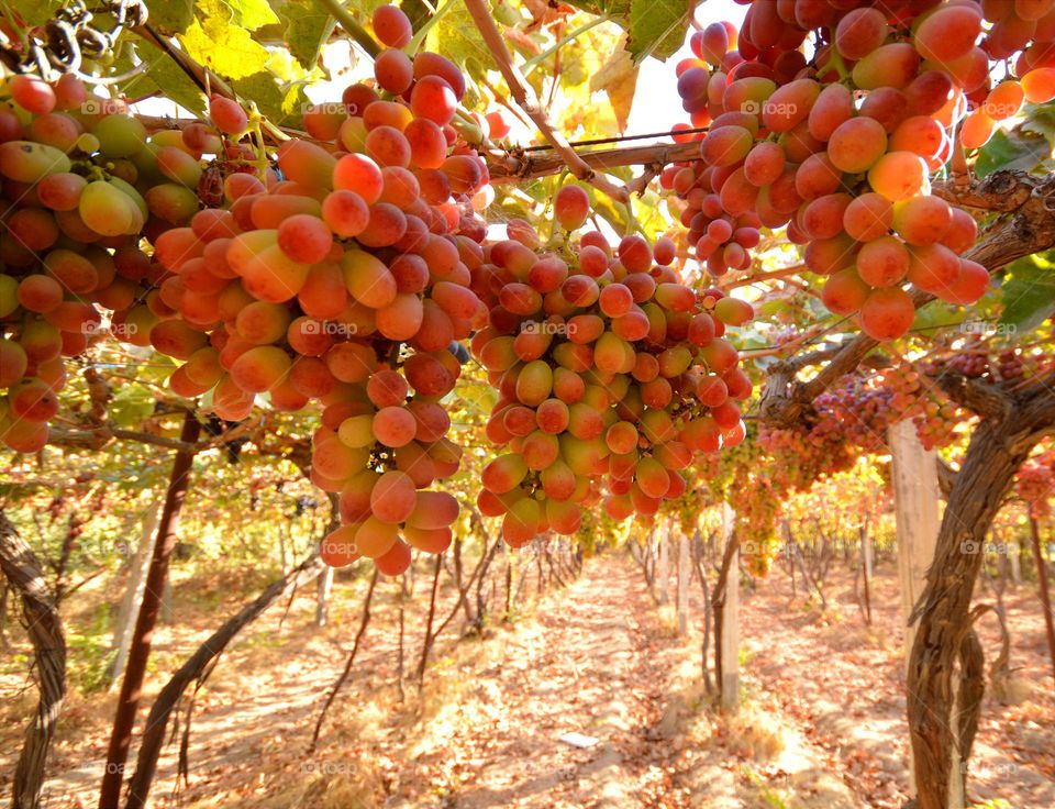 pink grapes on a plantation hang in bunches from the branches of a vine in bunches varietal wine grapes sometimes on a summer day sun Wednesday seedless sweet