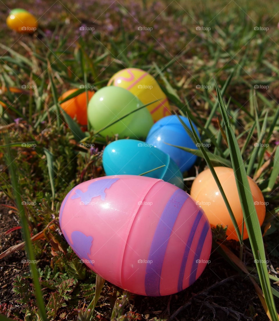 Plastic Easter eggs of various colors in the grass waiting for children to discover them on an Easter egg hunt. 