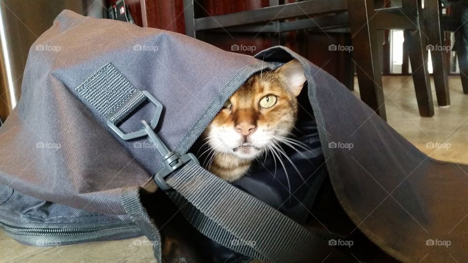 bagged a cat