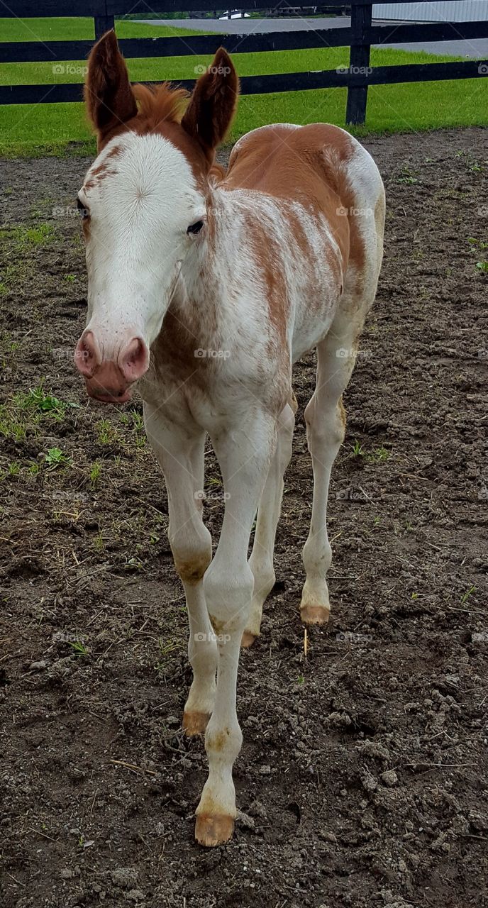 Mammal, Animal, Farm, Horse, Mare