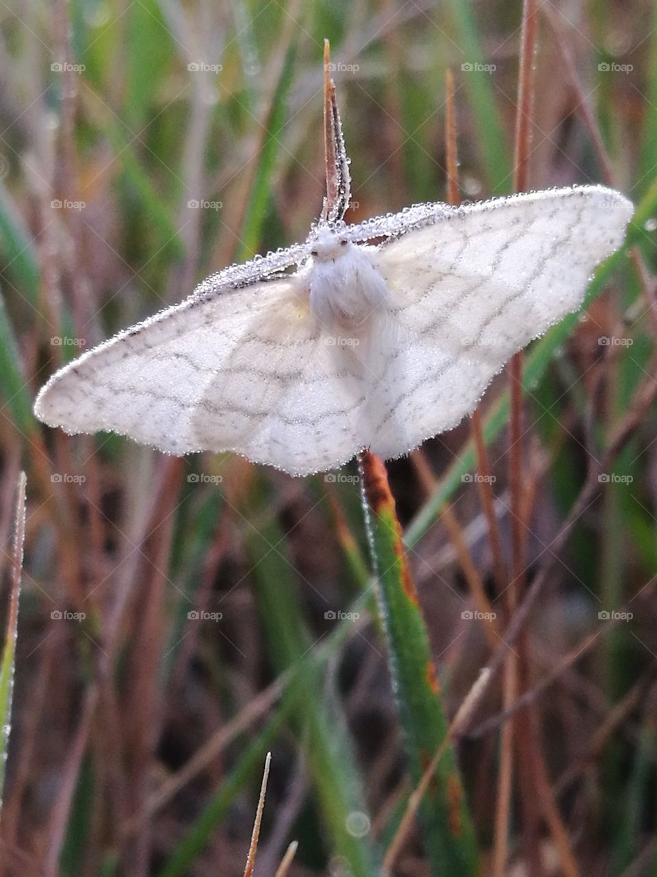 white butterfly