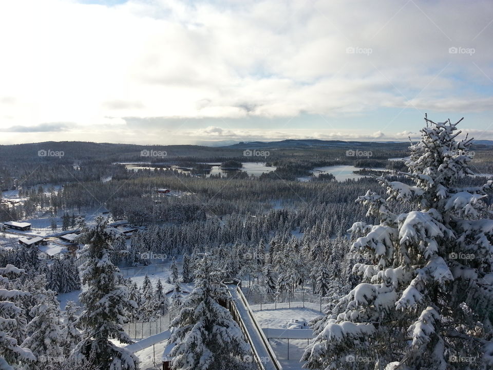 High angle view of forest during winter