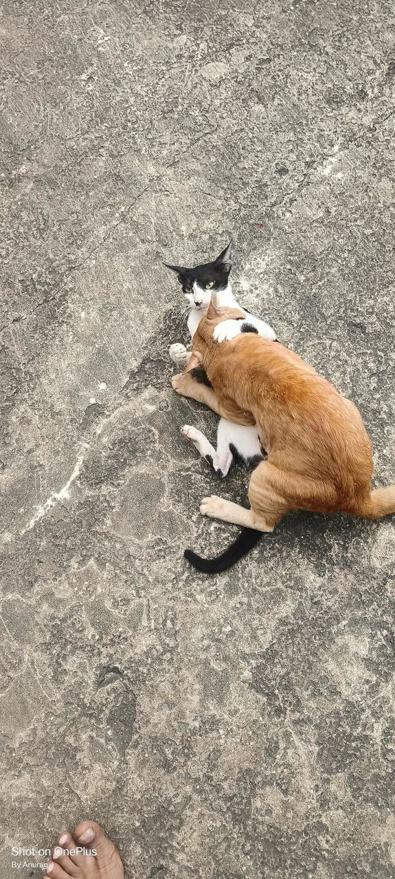 playing cat's