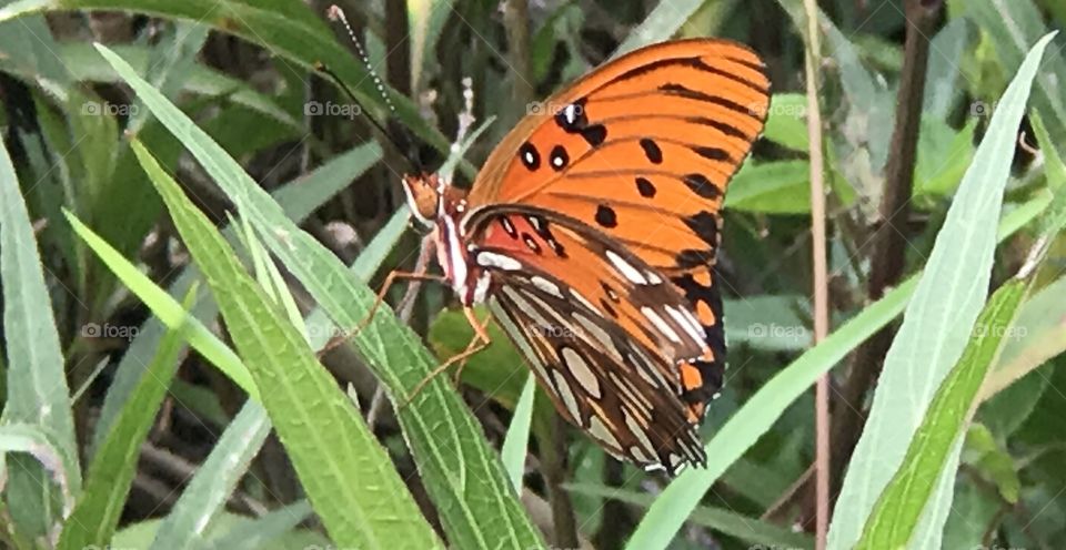 Florida, odnalrO ni detacol tneduts FCU nA .asleS yb kcilC Follow me @Selsa.Notes, @Selsa.Clicks, or @Selsa.Quotes. You will find many photos in this album of butterflies. The display photo for this album. Should you you #zoom in . You will find the #butterflies #foot in their #mouth #tasting the nectar. A #rare photo.