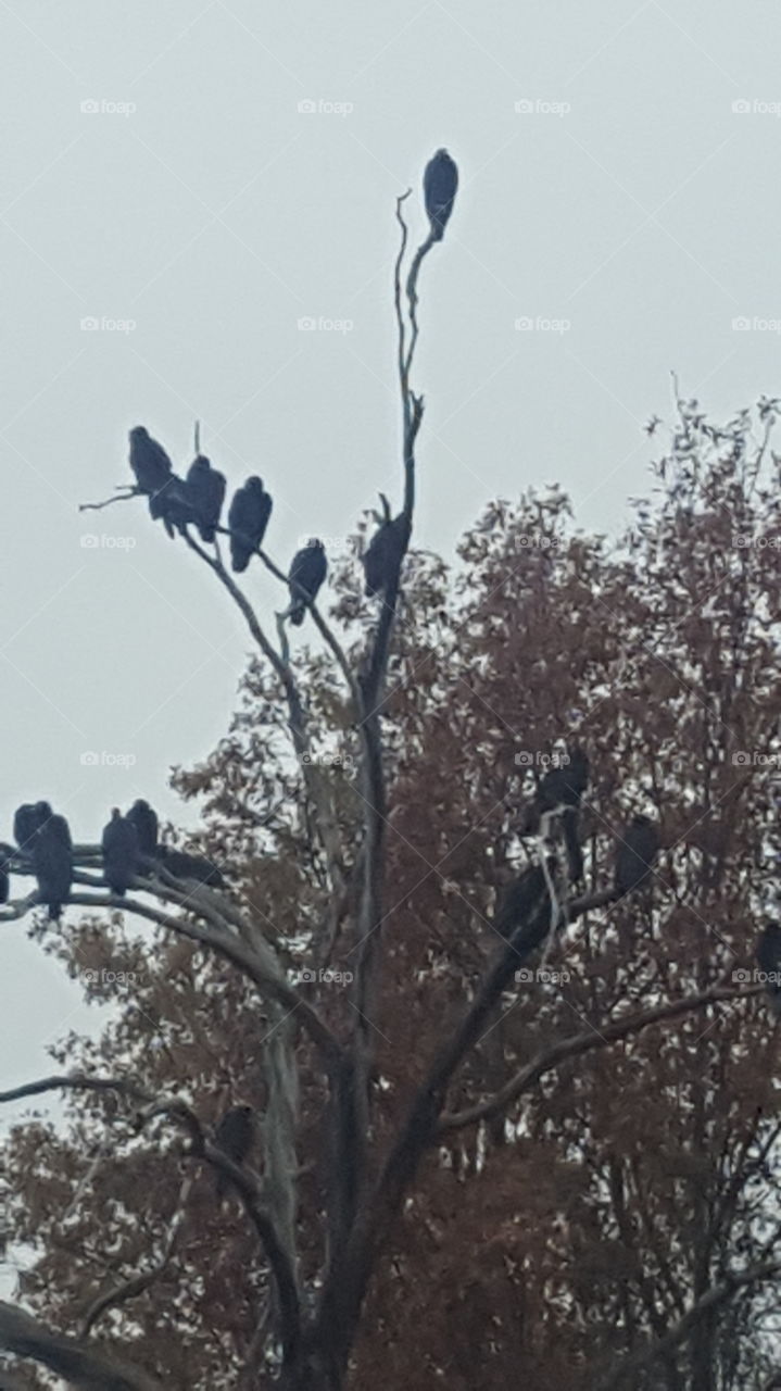 vultures lined up in a tree